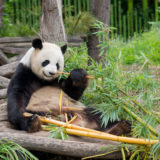 A panda bear chewing bamboo  at the Berlin Zoo
