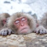 Baby snowmonkey in the hotspring at Nagano, Japan