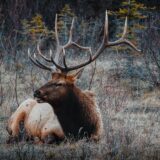A Canadian elk