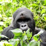 A gorilla in Rwanda