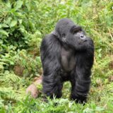 A gorilla in Rwanda