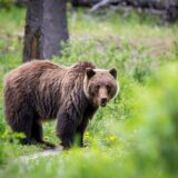 A grizzly bear in Jasper National Park, Alberta