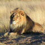 A lion in Namibia