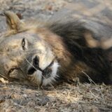 A lioness in Zambia