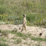 A meerkat in Namibia