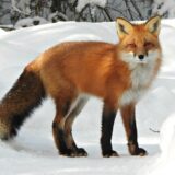 A red fox in Algonquin Provincial Park, Ontario