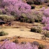 A round hut in Lesotho