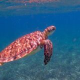 A turtle in Belize