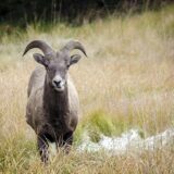 Bighorn sheep in Kananaskis, Alberta