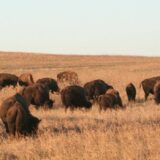 Bison, Tallgrass Prairie Nature Preserve, Oklahoma