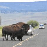 Bison in Yellowstone National Park, Wyoming