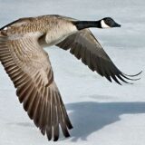 Canada Goose in Calgary, Alberta