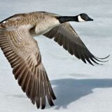 A Canada Goose in Calgary, Alberta
