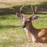 A deer near Victoria, British Columbia