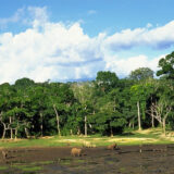 Dzanga Sangha Reserve, Central African Republic