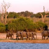 Elephants in Botswana