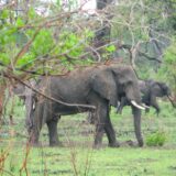 Elephants in Malawi