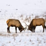 Elks in Banff National Park, Alberta