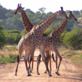 Giraffes, Kruger National Park, South Africa