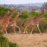 Giraffes in Kenya