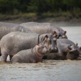 Hippos at Saadani National Park, Tanzania