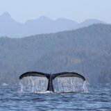 Humpback whale, British Columbia