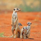 Meerkats, Tswalu Kalahari Reserve, South Africa