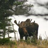 Moose, Cape Breton Highlands National Park, Nova Scotia