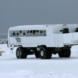 Polar bear watching, Churchill, Manitoba