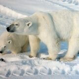 Polar bears in Churchill, Manitoba