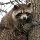 A raccoon in Ottawa, Ontario