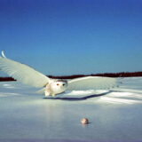 A snowy owl in Quebec