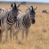 Zebras in Namibia