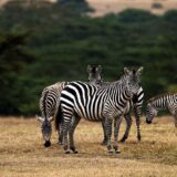 Zebras in Kenya