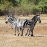 Zebras in Zambia