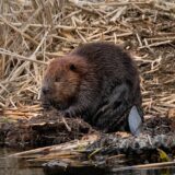 A Canadian beaver