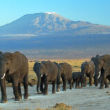 Elephants at Amboseli National Park against Mount Kilimanjaro, Kenya