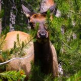 A deer in Wyoming