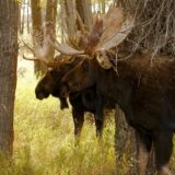 A pair of bull moose, Wyoming