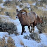 A young ram in Wyoming