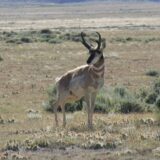 An antelope