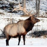 An elk in Wyoming