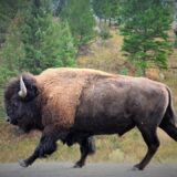 Bison, Wyoming