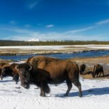 Bison, Yellowstone National Park, Wyoming