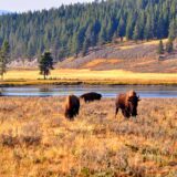 Bison in Wyoming