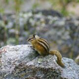 Chipmunk, Wyoming