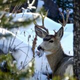 Deer in Yellowstone Park, Wyoming