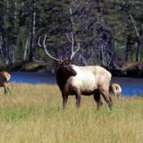 Elk near the Madison River in Wyoming