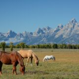 Horses in Wyoming