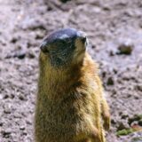 Marmot, Wyoming